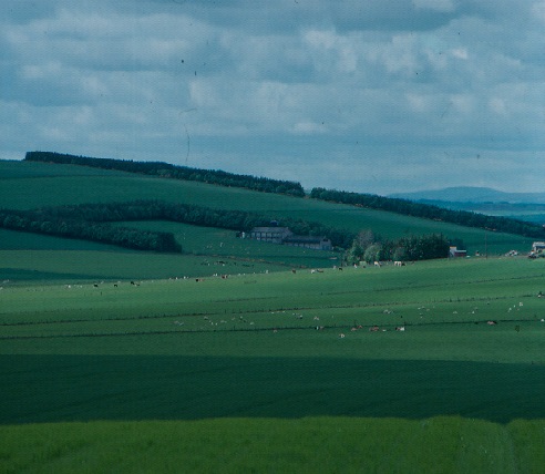 landscape with woodland shelterbelts on the horizon