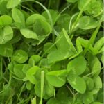 a close up photo of clover leaves and grass