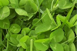 a close up photo of clover leaves and grass