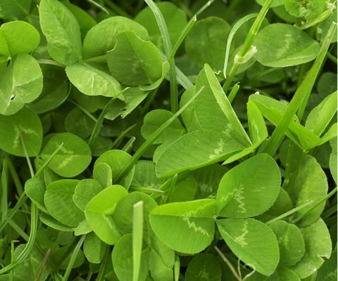 a close up photo of clover leaves and grass