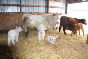 Cows and calves in cattle shed with straw bedding