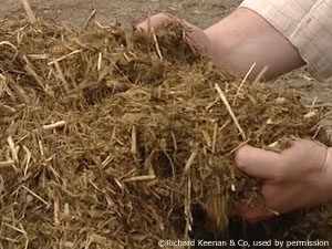a handful of silage