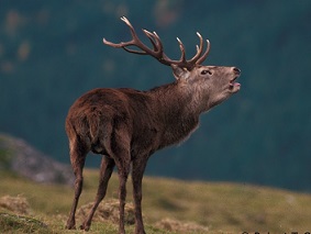 Red deer stag