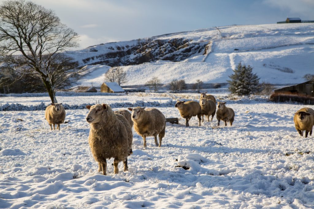 Sheep in snow