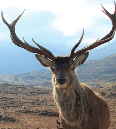 A stag looking into the camera with mountain moorland in the background