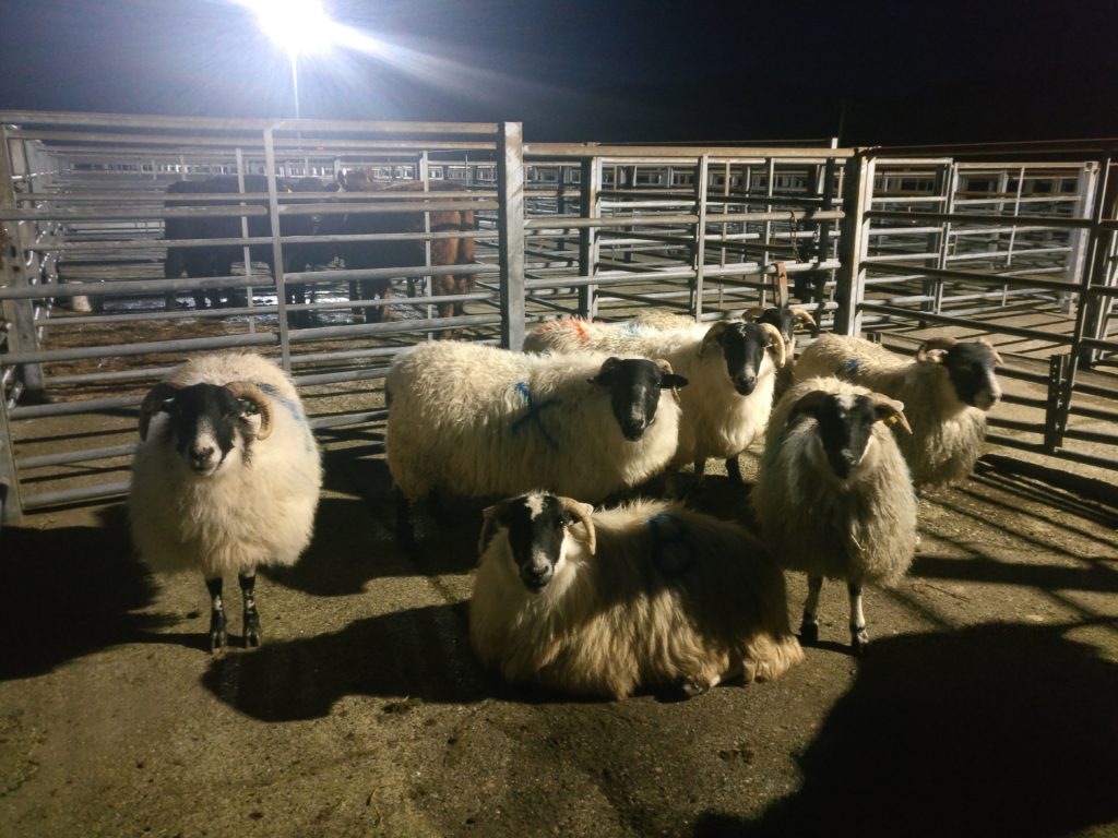 Blackface sheep in market pen
