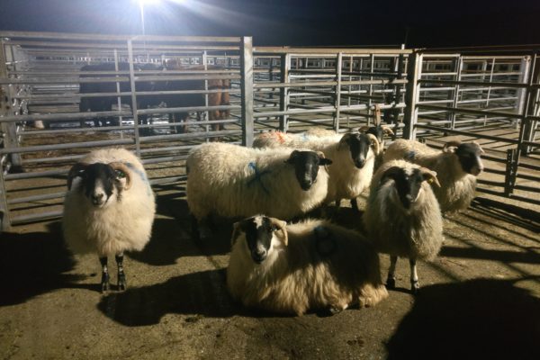 Blackface sheep in market pen