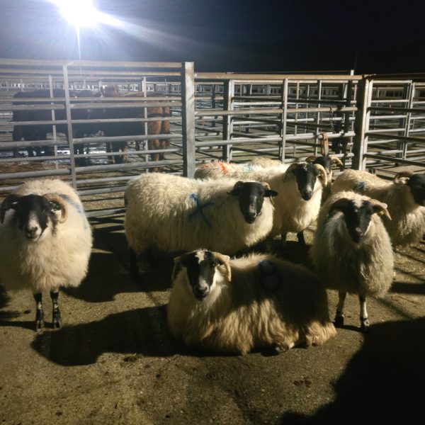 Blackface sheep in market pen