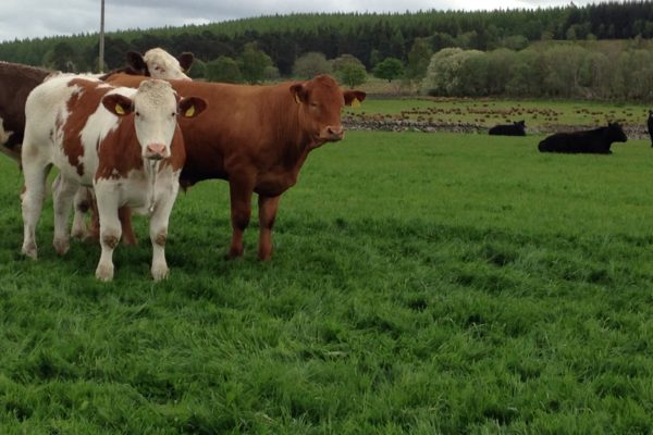 Cattle in grass field