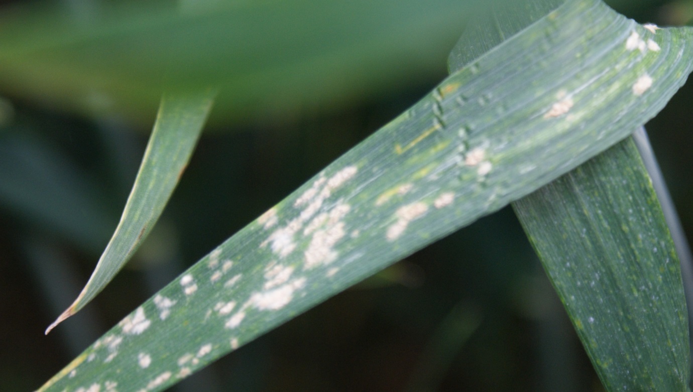 Powdery mildew is very site and variety specific so yield losses at low risk sites can be very small. 