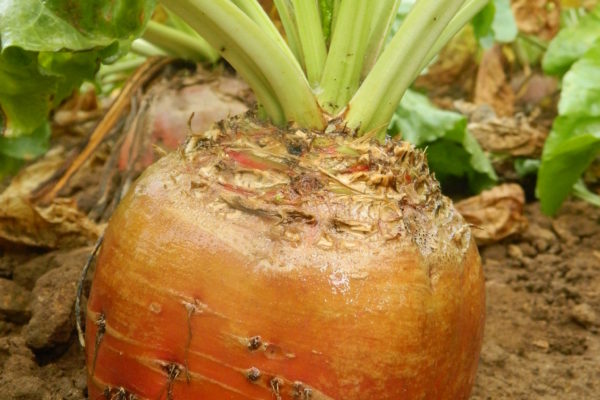 Fodder beets