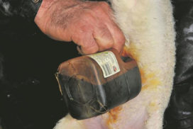 Navel-dipping-for-lambs