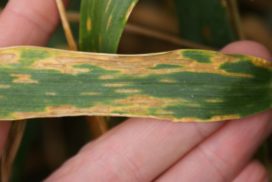 Septoria leaf blotch symptoms on a flag leaf of wheat where it can reduce yield by 5-10% even in treated crops