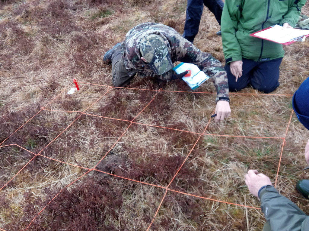 An upland survey quadrat laid out and a person looking closely at species of plants within it