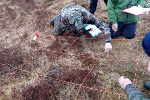 An upland survey quadrat laid out and a person looking closely at species of plants within it