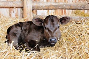 Young calf nesting in straw