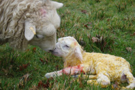 Image from Raising Sheep