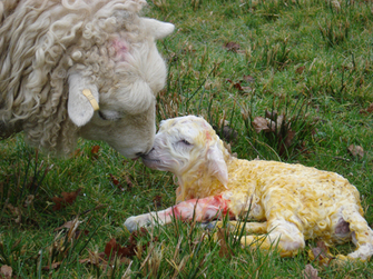Image from Raising Sheep