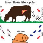 liver fluke lifecycle