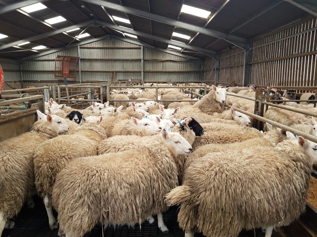 Sheep in a livestock shed