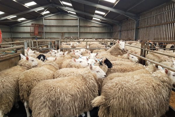 Sheep in a livestock shed