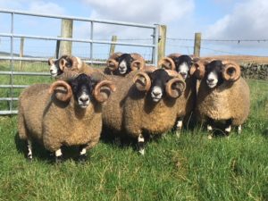 Homebred shearling tup’s Ian McKnight prepared for sale, 2017 