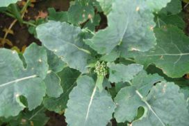 Green buds are now nestling in many oilseed rape crops so flowering will be imminent as the weather warms. Watching for pollen migration into crops at green bud is key.