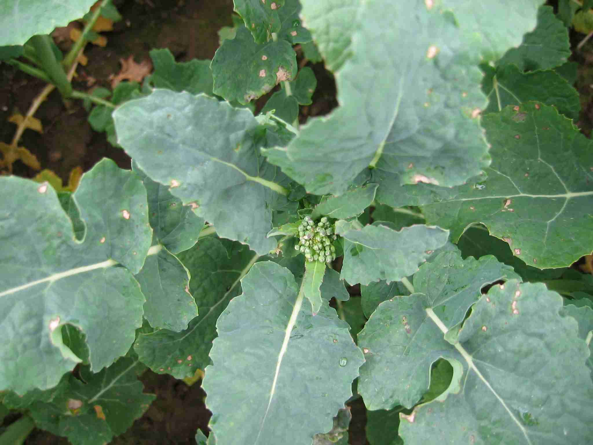 Green buds are now nestling in many oilseed rape crops so flowering will be imminent as the weather warms. Watching for pollen migration into crops at green bud is key.