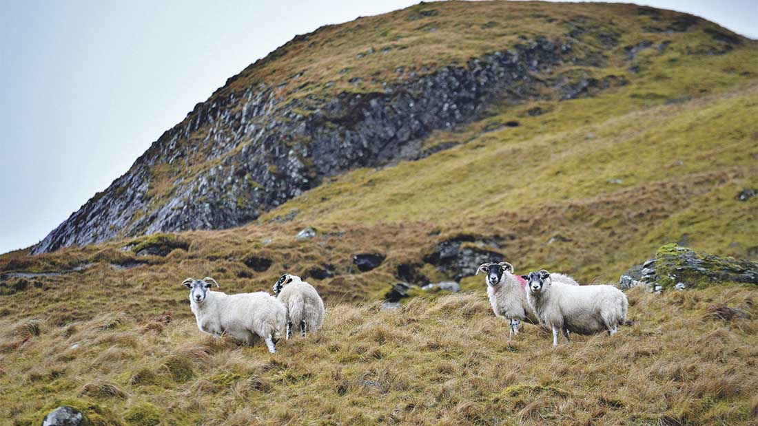 Emergency Feeding of Hill Ewes Helping farmers in