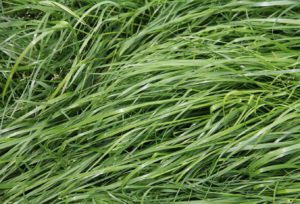 Italian Ryegrass