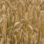 Ripening wheat crop - a close up photo graph showing wheat stalks and ears