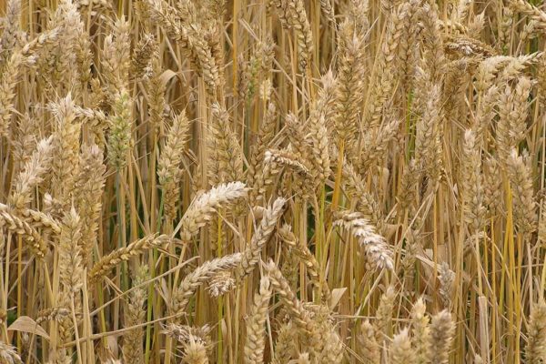 Ripening wheat crop - a close up photo graph showing wheat stalks and ears