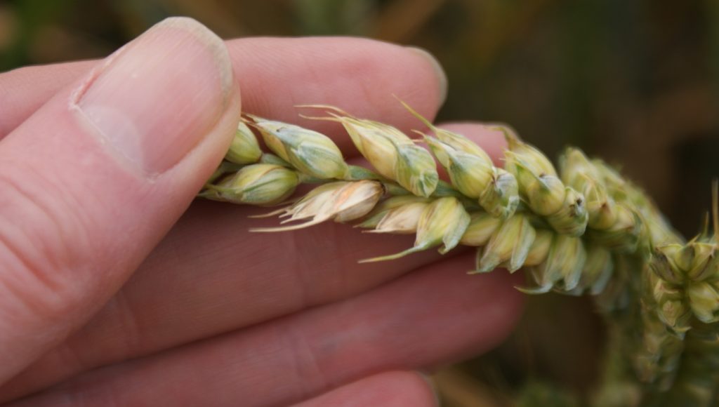 hand examining an ear of wheat