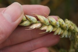 hand examining an ear of wheat