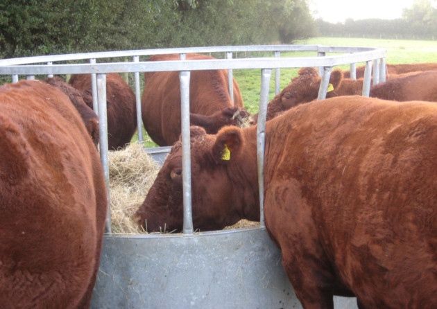 cattle at ring feeder
