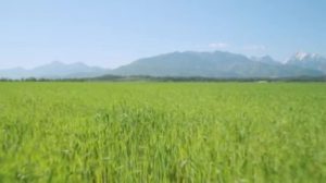 depositphotos_60680243-stock-video-wheat-field-growing