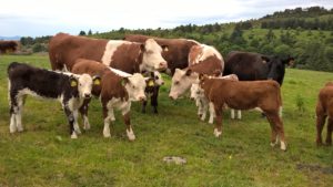 A group of beef cows and calves standing in a grassland field