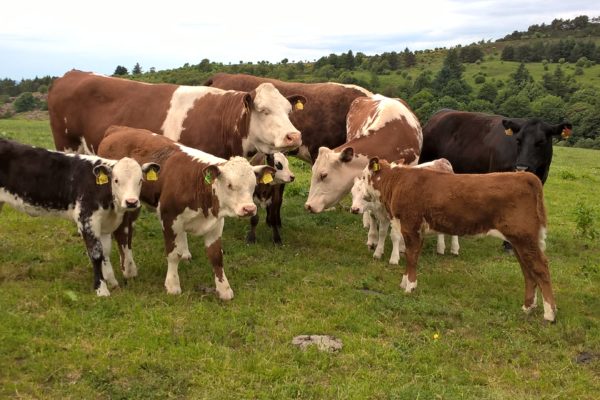 A group of beef cows and calves standing in a grassland field