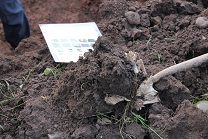 a spade full of soil