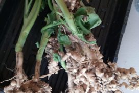 Clubroot galls in oilseed rape not only affect the current crop but also quickly break down to leave massive numbers of fresh spores in the soil