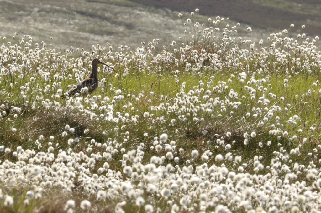 Curlew standing amongst cotton plants