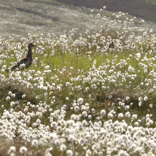 Curlew standing amongst cotton plants