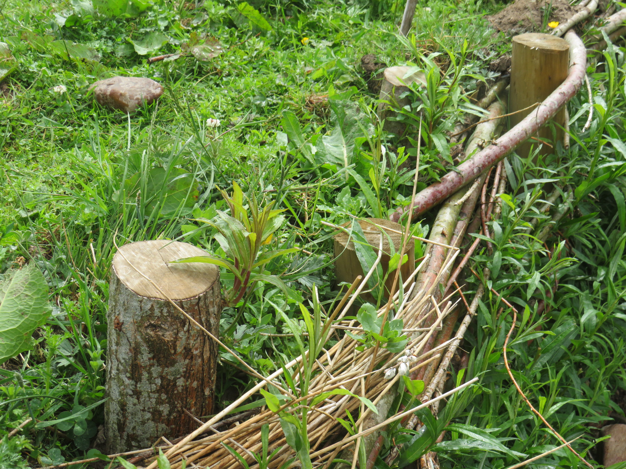 Willow wattling as installed as a willow spiling exercise along a riverbank to promote riverbank restoration.