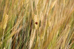 Ladybird on ripe crop