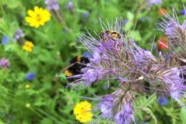 Bumblebee and a hoverfly on a phacelia flower head