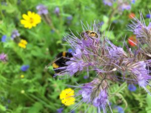 Bumblebee and a hoverfly on a phacelia flower head