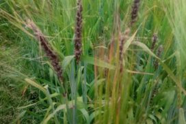 Loose smut infection in an untreated plot at SRUC’s Boghall trial site, Midlothian.