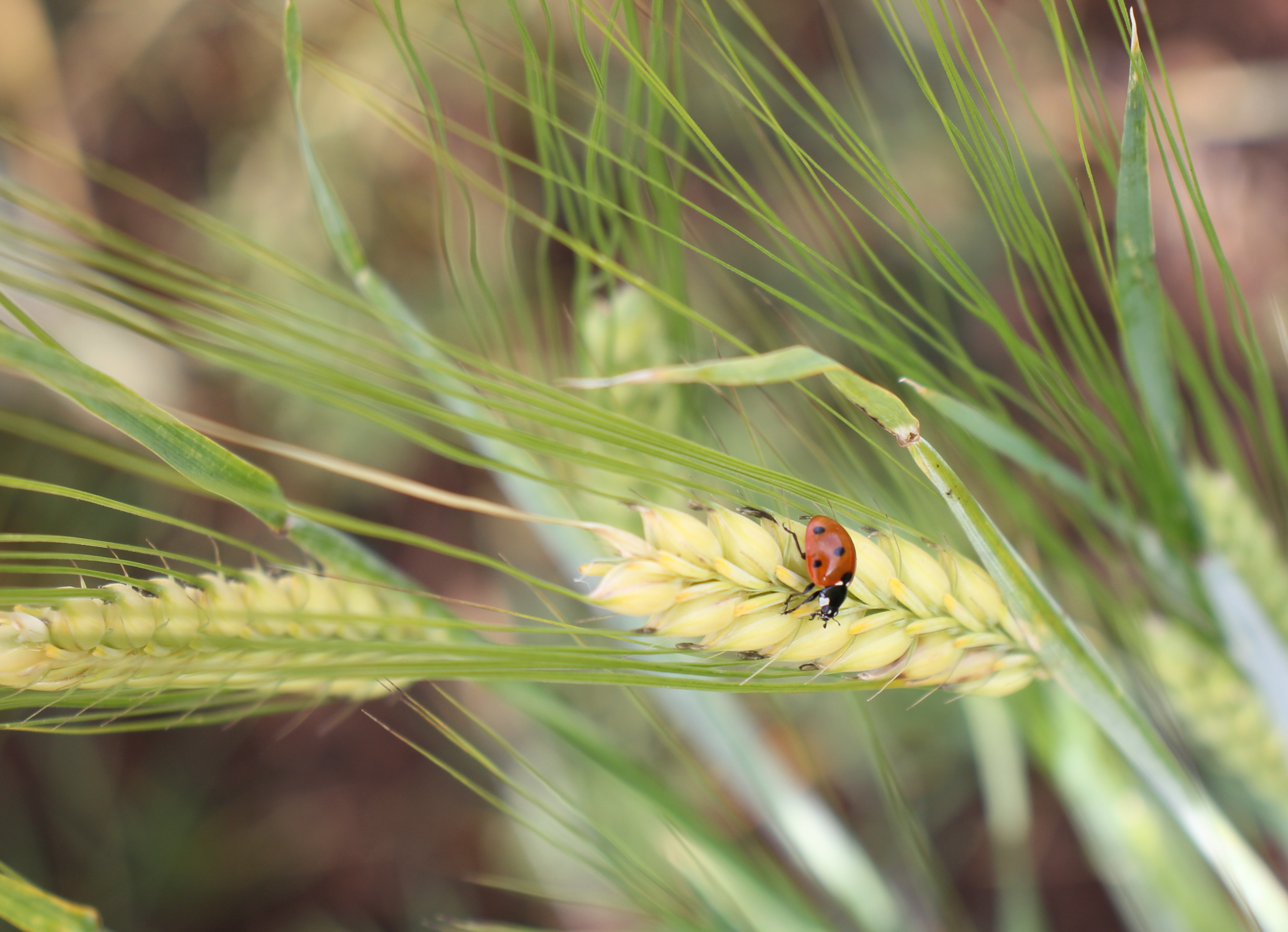 Ladybird