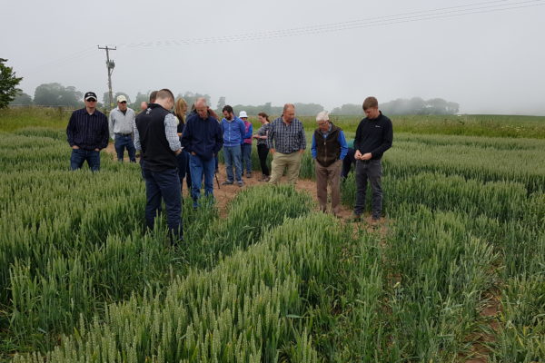 Group of farmers in a green crop field