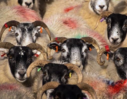 A Season with Sheep